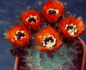 fotografija Sobne Rastline Storžev Kaktus, Lobivia rdeča