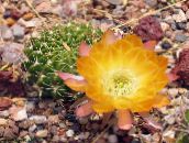 fotografija Sobne Rastline Storžev Kaktus, Lobivia rumena