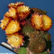 фото Домашні рослини Лобивии пустельний кактус, Lobivia помаранчевий
