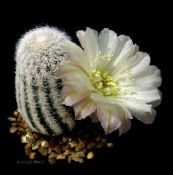 фото Домашние растения Лобивия кактус пустынный, Lobivia белый