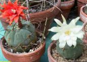 foto Le piante domestiche Matucana il cactus desertico bianco