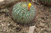 foto Krukväxter Matucana ödslig kaktus gul