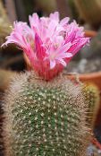 foto Le piante domestiche Matucana il cactus desertico rosa