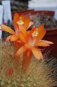photo Indoor plants Matucana desert cactus orange