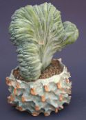 foto Kamerplanten Blauwe Kaars, Bosbessen Cactus, Myrtillocactus wit