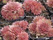 фото Домашні рослини Молодило (Кам'яна Троянда) суккулент, Sempervivum рожевий