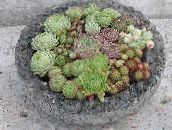 fotoğraf Kapalı bitkiler Evin Pırasa etli, Sempervivum pembe