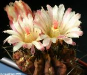 снимка Интериорни растения Neoporteria пустинен кактус бял