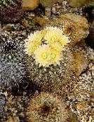 bilde Innendørs planter Neoporteria ørken kaktus gul