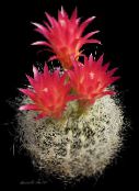 fotografija Sobne Rastline Neoporteria puščavski kaktus rdeča