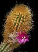 nuotrauka Vidinis augalai Oreocereus dykuma kaktusas rožinis