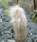 foto Sobne biljke Oreocereus pustinjski kaktus ružičasta