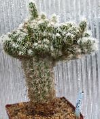 fotografie Pokojové rostliny Oreocereus pouštní kaktus růžový