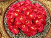 photo Indoor plants Sulcorebutia desert cactus red