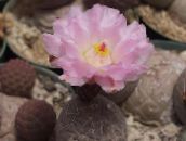 foto Plantas de salón Tephrocactus cacto desierto rosa
