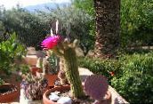 fotografie Vnútorné Rastliny Trichocereus pustý kaktus ružová