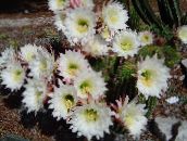 bílá Trichocereus Pouštní Kaktus