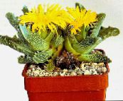 photo Indoor plants Tiger's Chops, Cat's Jaws, Tiger Jaws succulent, Faucaria yellow