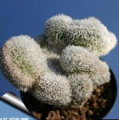 roz Haageocereus Desert Cactus
