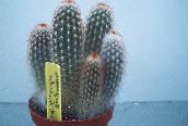 снимка Интериорни растения Haageocereus пустинен кактус бял