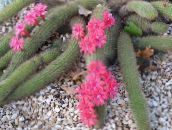 fénykép Szobanövények Haageocereus sivatagi kaktusz rózsaszín