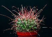 fénykép Szobanövények Hamatocactus sivatagi kaktusz sárga