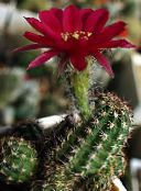 foto Plantas de salón Cactus De Maní cacto desierto, Chamaecereus vinoso