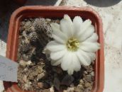 foto Le piante domestiche Arachidi Cactus, Chamaecereus bianco