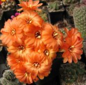 fotografija Sobne Rastline Arašidovo Kaktus, Chamaecereus oranžna