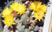 photo Indoor plants Peanut Cactus, Chamaecereus yellow