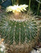 baltas Eriocactus Dykuma Kaktusas