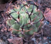 fénykép Szobanövények Eriosyce sivatagi kaktusz rózsaszín