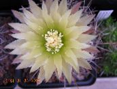 photo Indoor plants Eriosyce desert cactus white