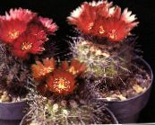 fénykép Szobanövények Eriosyce sivatagi kaktusz piros