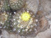 foto Telpaugi Eriosyce tuksnesis kaktuss dzeltens