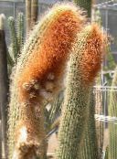 фотографија Затворени погони Еспостоа, Перувиан Стари Кактус пустињски кактус, Espostoa бео
