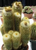 fénykép Szobanövények Ball Kaktusz, Notocactus sárga