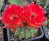 снимка Интериорни растения Топка Кактус пустинен кактус, Notocactus червен