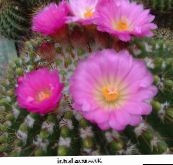 снимка Интериорни растения Топка Кактус пустинен кактус, Notocactus розов