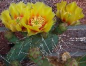 foto Telpaugi Indiešu Bumbieris tuksnesis kaktuss, Opuntia dzeltens