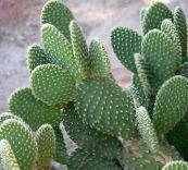 photo des plantes en pot Figue De Barbarie le cactus du désert, Opuntia jaune