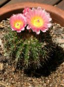 foto Kamerplanten Klein Duimpje woestijn cactus, Parodia roze