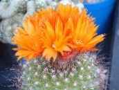 narančasta Tom Thumb Pustinjski Kaktus