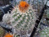 foto Kamerplanten Klein Duimpje woestijn cactus, Parodia oranje