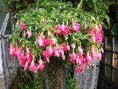 zdjęcie Pokojowe Kwiaty Fuksja krzaki, Fuchsia różowy