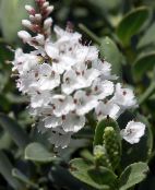 foto Flores de salón Hebe arbustos blanco