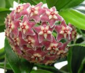 foto  Hoya, Līgavas Pušķis, Madagaskara Jasmīns, Vaska Zieds, Vainags Ziedu, Floradora, Havaju Kāzu Ziedu karājas augs sārts