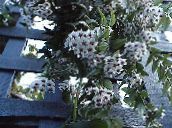foto  Hoya, Brudebuket, Madagaskar Jasmin, Voks Blomst, Chaplet Blomst, Floradora, Hawaiian Bryllup Blomst hængende plante hvid