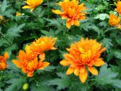 снимка Интериорни цветове Цветарите Майка, Пот Майка тревисто, Chrysanthemum оранжев