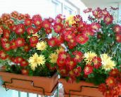 фото Кімнатні квіти Хризантема трав'яниста, Chrysanthemum бордовий